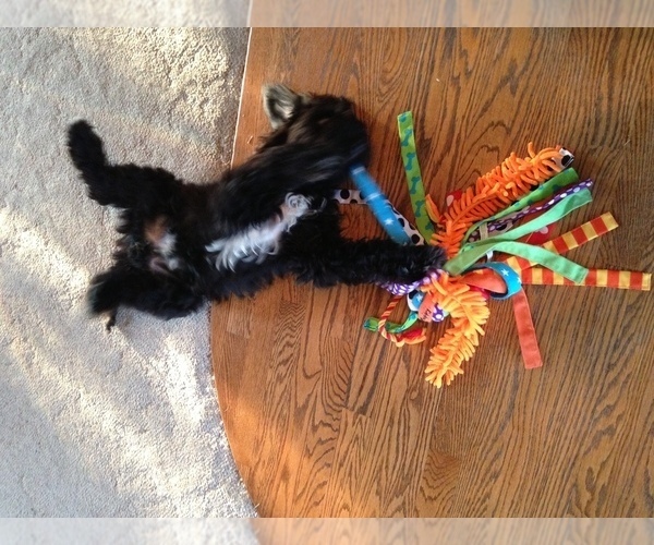 Medium Photo #8 Barbet Puppy For Sale in GREENBANK, WA, USA