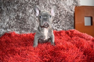 French Bulldog Puppy for sale in RICHMOND HILL, NY, USA