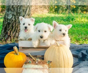 West Highland White Terrier Puppy for Sale in ROMNEY, West Virginia USA