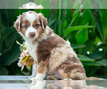 Puppy Kaden Miniature Australian Shepherd