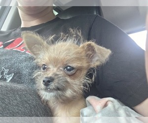 Crustie Puppy for sale in GRIFFIN, GA, USA