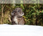Small #14 ShihPoo