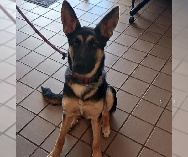 Medium Photo #4 German Shepherd Dog Puppy For Sale in columbia, SC, USA