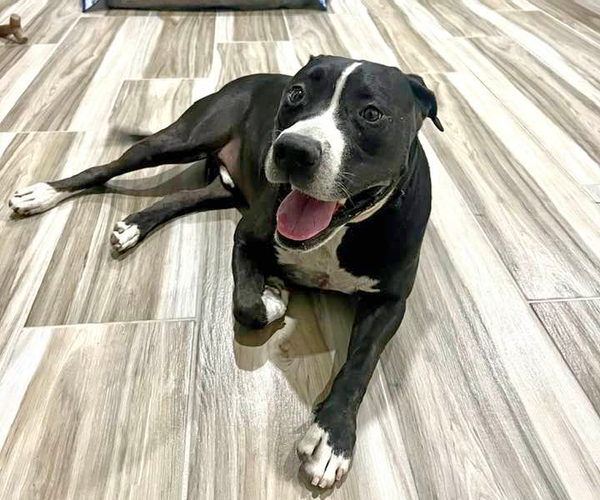 Medium Photo #7 American Pit Bull Terrier-Unknown Mix Puppy For Sale in Queen Creek, AZ, USA