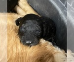 Small Photo #1 Goldendoodle Puppy For Sale in WICHITA, KS, USA