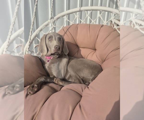 Medium Photo #1 Weimaraner Puppy For Sale in LEWISBURG, KY, USA