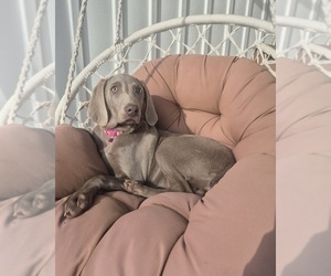 Medium Weimaraner