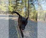 Small #5 German Shepherd Dog Mix