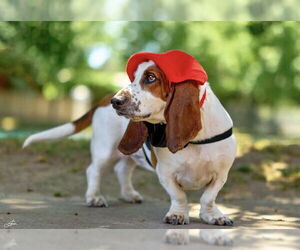 Gus (West Sacramento) - Male Basset Hound Dog for Adoption - Photo #5