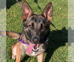 RAIN - Female Mutt Dog for Adoption - Small photo