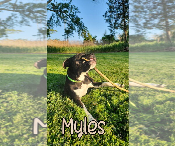 Medium Photo #6 Boxer Puppy For Sale in Port Clinton, OH, USA