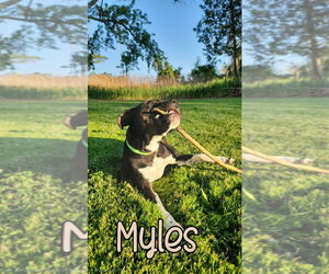 Myles - Male Boxer Dog for Adoption - Photo #6