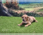Small #11 Catahoula Leopard Dog