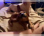 Small Photo #2 German Shorthaired Shepherd Puppy For Sale in The Woodlands, TX, USA