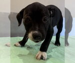 Small #4 Mutt