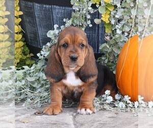 Basset Hound Puppy for sale in STANLEY, WI, USA