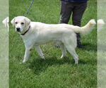 Small #1 Great Pyrenees Mix