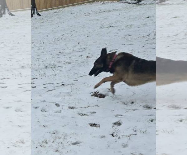 Medium Photo #19 German Shepherd Dog Puppy For Sale in Houston, TX, USA