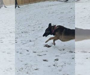 Mila - Female German Shepherd Dog Dog for Adoption - Photo #19