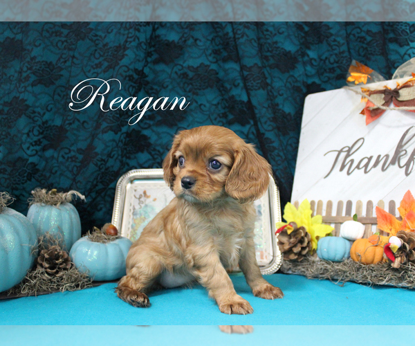 Medium Photo #11 Cavalier King Charles Spaniel Puppy For Sale in CHANUTE, KS, USA