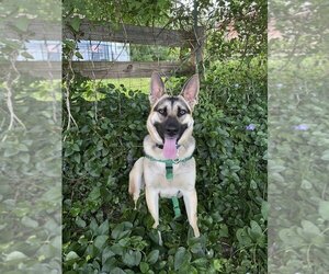 German Shepherd Dog Dogs for adoption in Rocky Point, NC, USA