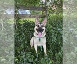 Small German Shepherd Dog