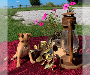 Miniature Pinscher Puppy for sale in SPARTA, KY, USA