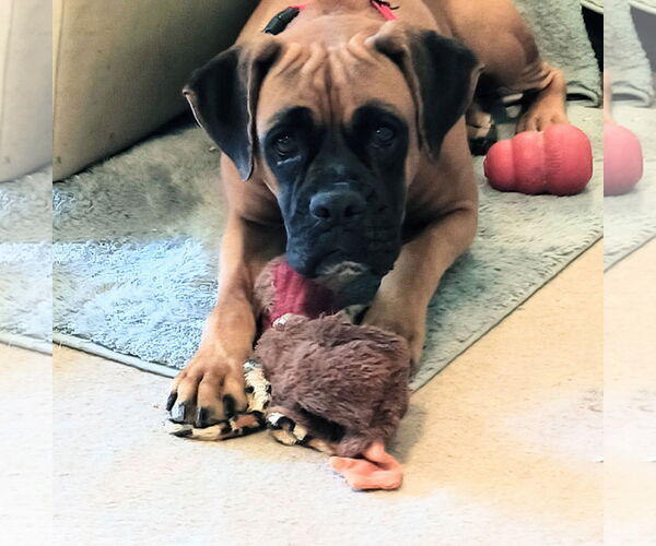 Medium Photo #3 Boxer Puppy For Sale in  Katy, TX, USA