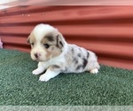 Small #7 Pembroke Welsh Corgi