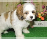 Small Photo #5 Shih Tzu Puppy For Sale in HAMMOND, IN, USA