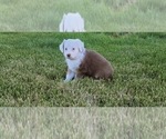 Small Photo #2 Australian Shepherd Puppy For Sale in DAVENPORT, WA, USA