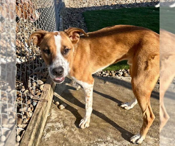 Medium Photo #9 Mutt Puppy For Sale in Evansville, IN, USA