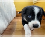 Puppy Fire on the MT Border Collie