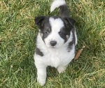 Small Photo #6 Border Collie Puppy For Sale in GOSHEN, KY, USA