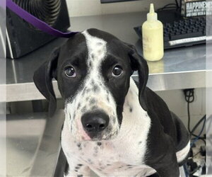 Bluetick Coonhound Dogs for adoption in San Bernardino, CA, USA