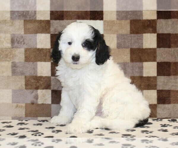 Medium Photo #1 Bernedoodle (Miniature) Puppy For Sale in DENVER, PA, USA
