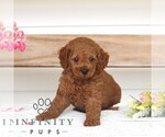 Small #2 Poodle (Miniature)