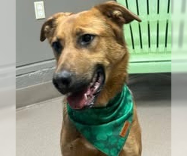 Medium Photo #3 Mutt Puppy For Sale in La Porte, IN, USA