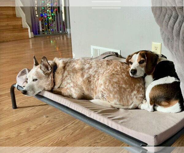 Medium Photo #2 Mutt Puppy For Sale in Germantown, OH, USA