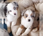 Small Photo #4 Miniature Australian Shepherd Puppy For Sale in HILLSBORO, OR, USA