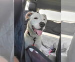 Small #32 Boxer Mix