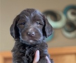 Small Photo #19 Labradoodle Puppy For Sale in PUEBLO, CO, USA