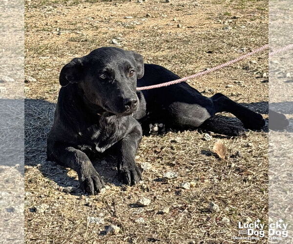 Medium Photo #2 Catahoula Leopard Dog-Labrador Retriever Mix Puppy For Sale in Washington, DC, USA