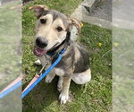 Small Great Dane-Siberian Husky Mix
