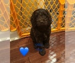 Puppy Blue boy Cockapoo