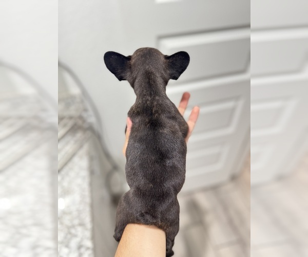 Medium Photo #2 French Bulldog Puppy For Sale in LAVEEN, AZ, USA