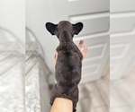 Small #1 French Bulldog