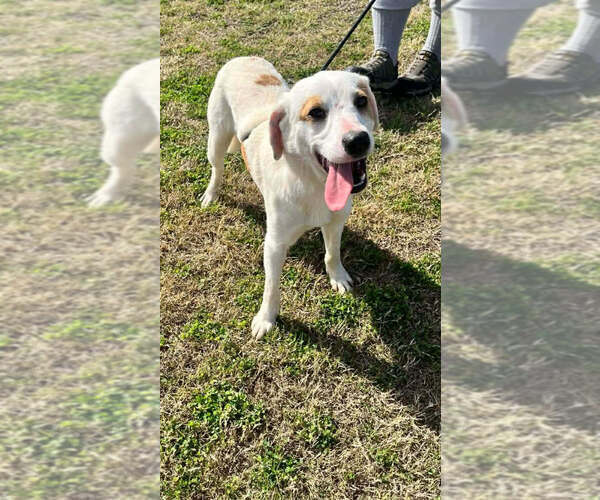 Medium Photo #4 Mutt Puppy For Sale in Abbeville, LA, USA