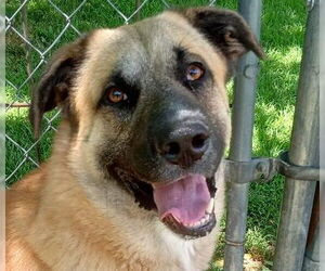 Anatolian Shepherd-Unknown Mix Dogs for adoption in Cabool, MO, USA