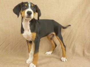 Bernese Mountain Dog-Greater Swiss Mountain Dog Mix Puppy for sale in RIVERSIDE, IA, USA